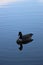 Silhouette and reflection of goose on pond