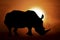 Silhouette of a rhino in sunset