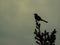 Silhouette of a robin on a pine tree