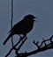 Silhouette of robin singing on branch