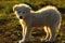 Silhouette of romanian shepherd dog