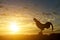 Silhouette of a rooster crow in the morning sunrise background