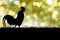 Silhouette of Roosters crow on the lawn