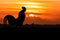 Silhouette of Roosters crow on the lawn