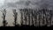 Silhouette of row of Elm trees against dark threatening cloudy sky