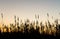 silhouette of a row of reed at the bottom of the image