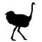 Silhouette running african ostrich black on white background. Vector illustration.