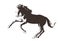 Silhouette of running horse painted by ink. Vector hand drawn illustration on white background. Sketch style isolated.