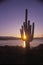 Silhouette of Saguaro cactus, Roosevelt, AZ