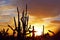 Silhouette of Saguaro National Park