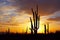Silhouette of Saguaro National Park at Sunset