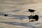 Silhouette of a sanderling Calidris alba small wading birds searching for food at the waters edge in Agadir, Morocco, Africa