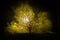 Silhouette of scary Halloween tree with horror face on dark foggy toned background with moon on back side. Scary horror tree with