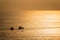 Silhouette scene of motor boat on Andaman tropical sea at sunset in phuket, thailand