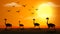 Silhouette scene with ostrich running at sunset