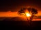 Silhouette scene of sunset between dead tree (selective focus)