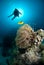 Silhouette of scuba diver above coral reef