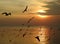 Silhouette seagull bird flying at sunset in Thailand