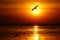 Silhouette of seagull flying over the ocean at sunset