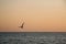 Silhouette of a seagull flying before sunset. Calm sea, softly lit orange sky. There is a place for text