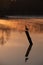 Silhouette of a seagull on a foggy forest lake in the morning at sunrise in autumn