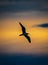 Silhouette of Seagull at Sunrise