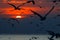 Silhouette seagulls flying in the sunset sky