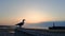 Silhouette of seagulls in sunset near sea and lighthouse