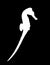 Silhouette of seahorse on black background