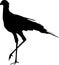 Silhouette of a secretary bird, walking