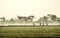 Silhouette of several people walking in the middle of vast rice field