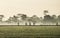 Silhouette of several people walking in the middle of vast rice field