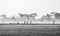 Silhouette of several people walking in the middle of vast rice field