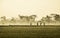 Silhouette of several people walking in the middle of vast rice field