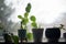 Silhouette of several plants in a windowsill