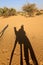 Silhouette and shadow of a dromedary