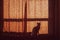 Silhouette shadow of a small cute cat sitting alone on the window sill behind the curtain. Cat pet domestic animal looking out of