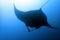 silhouette shape of manta ray