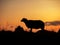 Silhouette of a sheep in a meadow at sunset