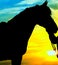 Silhouette shot a horse