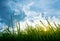 silhouette shot image of Grass and sky in shiny day