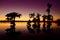 Silhouette shot of trees at sunset in Cypress swamps in the USA