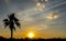 Silhouette of Single Big Coconut Palm Tree at The Corner while Sunset (Sunrise) with Copyspace