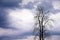 Silhouette single dead tree on overcast sky background, copy space