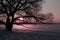 Silhouette of a single huge old naked tree during pink sunset