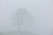 Silhouette of a single lonesome tree in fog
