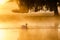 Silhouette of a single Mute Swan Cygnus olor on golden pond