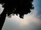 Silhouette of a single solitary lone tree against the blue sky with copy space