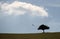 Silhouette of a single tree in the landscape of the Odenwald Germany surrounded by a griffin bird