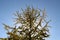 Silhouette of single yellow ginkgo tree during spring